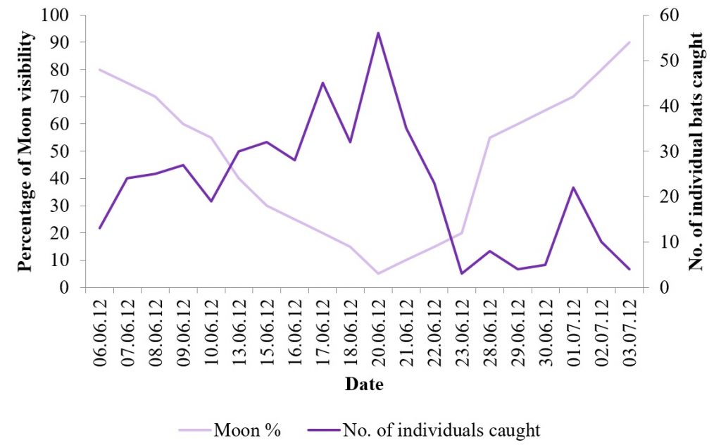 Line graph of the relationship between Moon visibility and the number of individual bats caught each night.