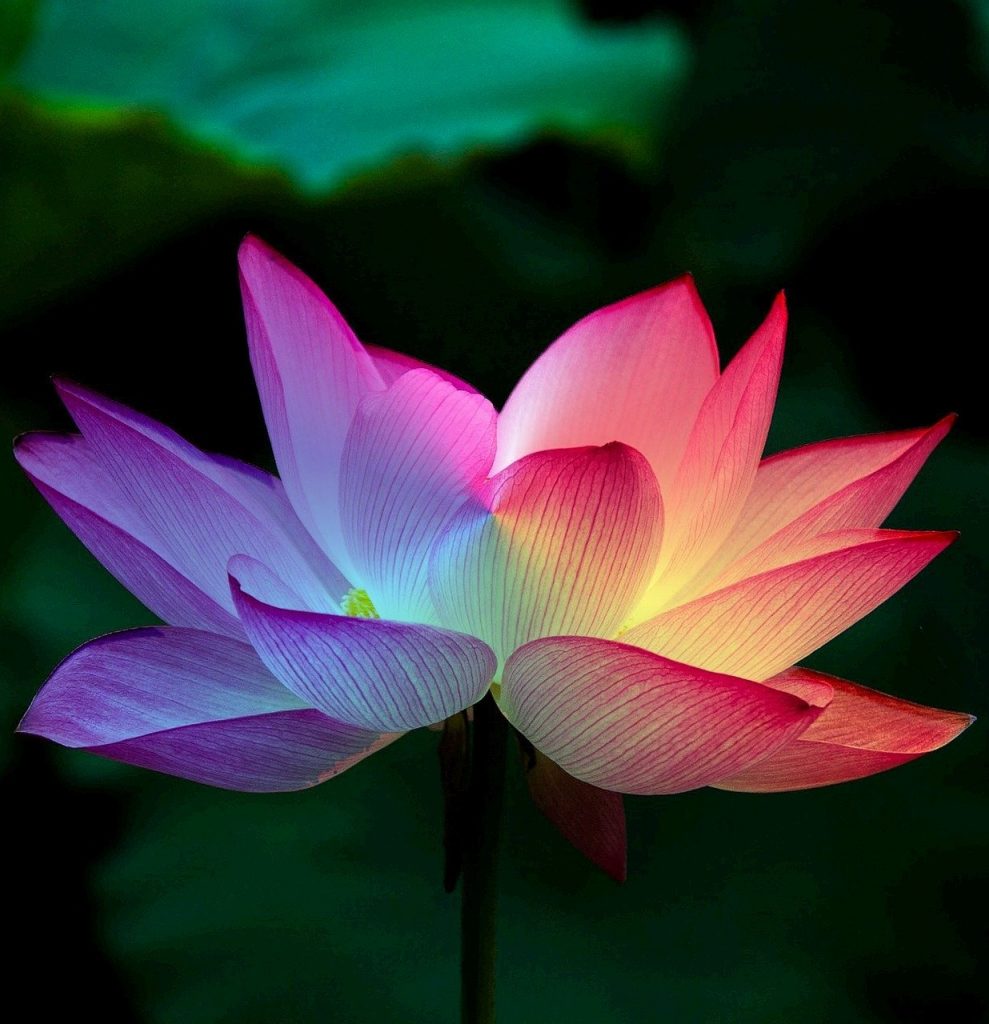 Bella Luna: Spiritual Life Coach - Chakras